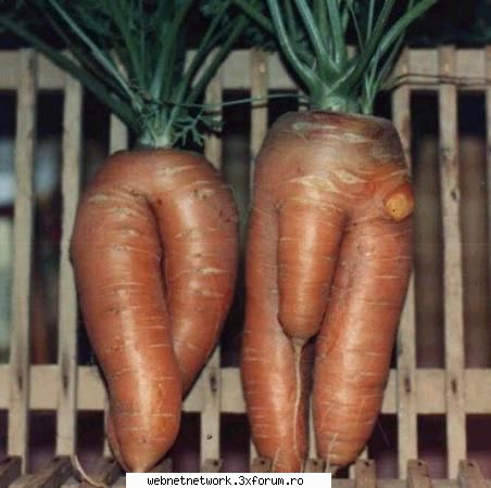 funny - KinG - Discutii/Pareri